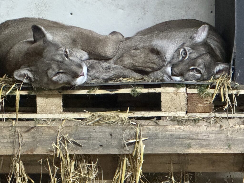 Two big cats lying down